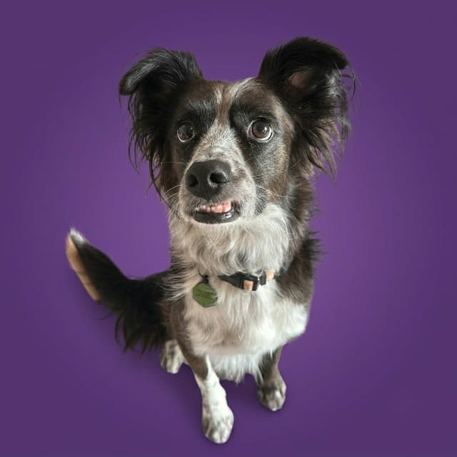 Finn, a black and white long-haired dog