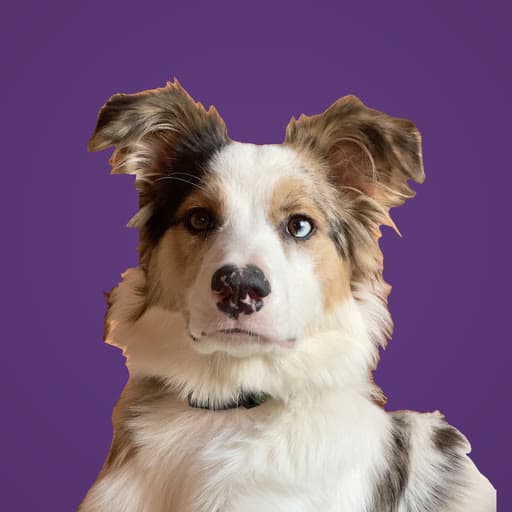 Penny, a blue merle Australian Shepherd