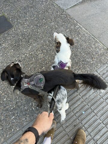 Penny and Finn on a pavement, mid-walk, looking up at the camera